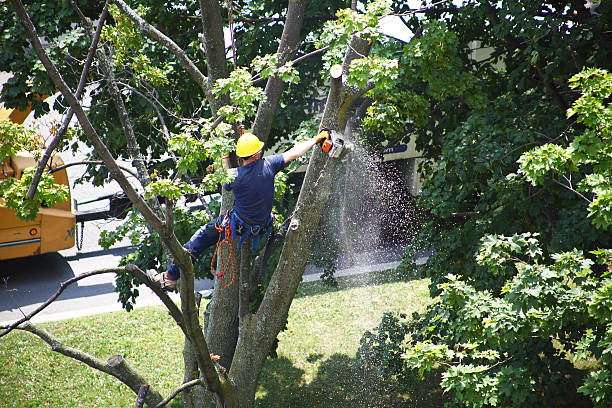 How Our Tree Care Process Works  in  Northlake, IL