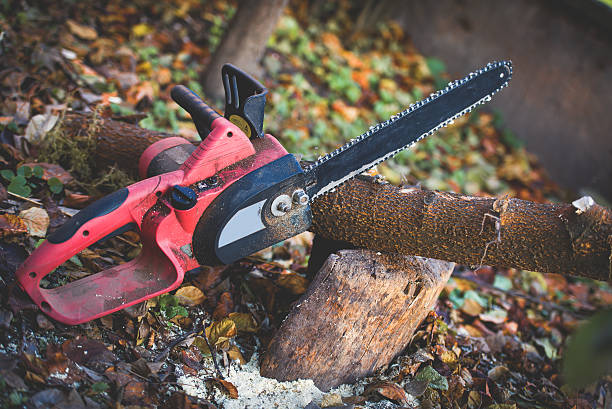 Trusted Northlake, IL Tree Care Experts